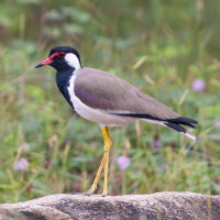 Red-wattled Lapwing